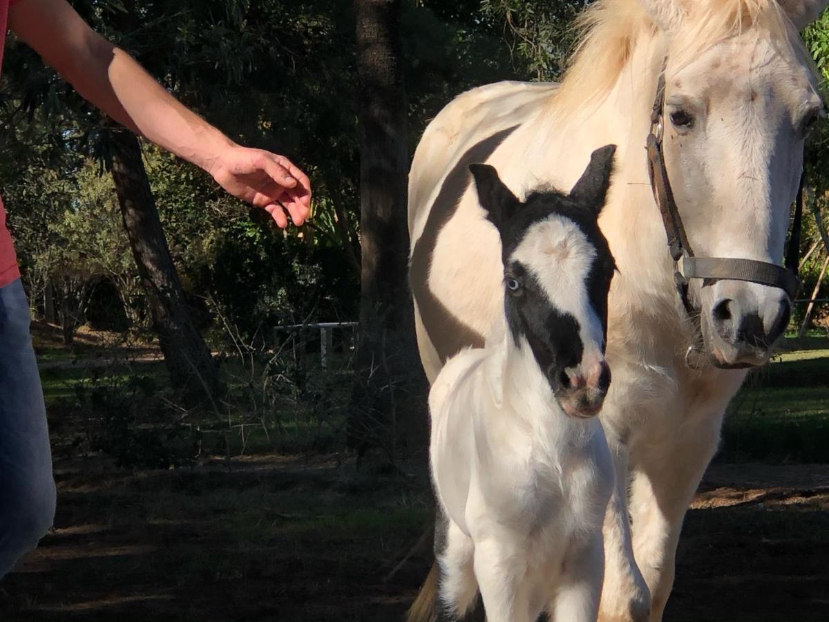 Bed and Breakfast La Vie En Rose - Horses & Dogs House Aït Hamid Zewnętrze zdjęcie