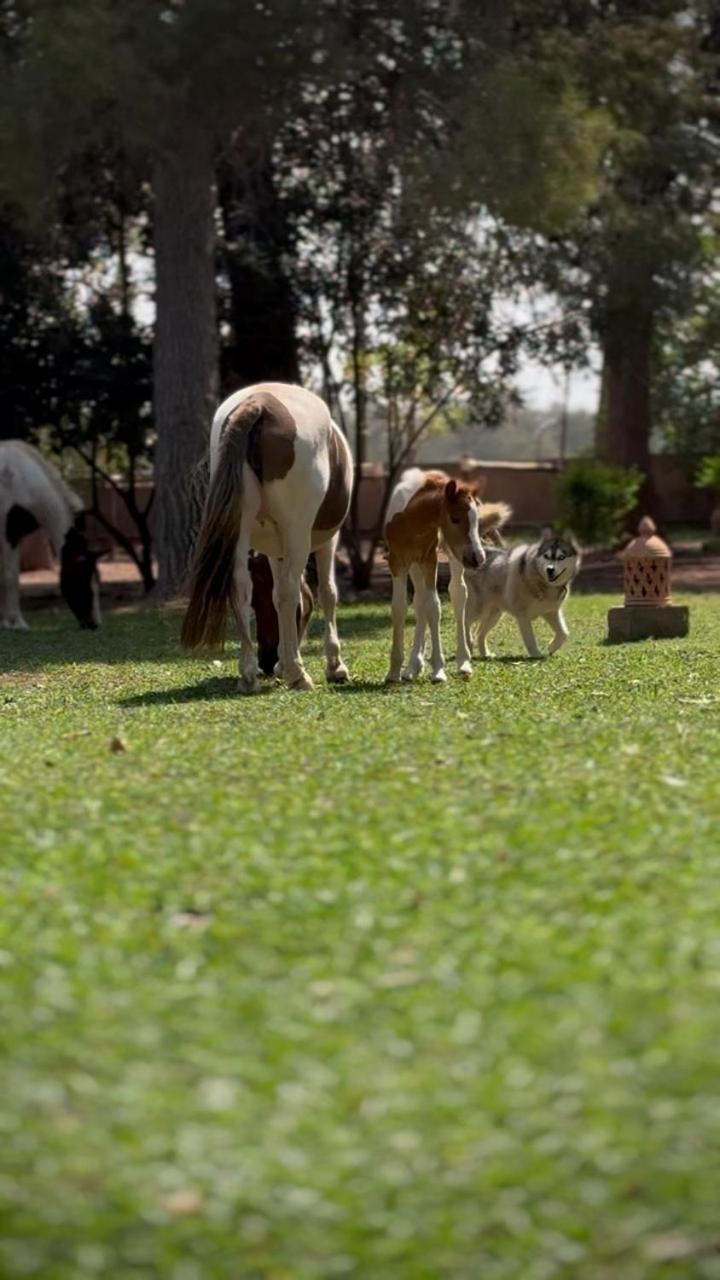 Bed and Breakfast La Vie En Rose - Horses & Dogs House Aït Hamid Zewnętrze zdjęcie